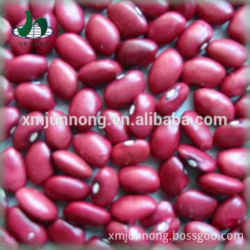 Supply healthy canned red kidney beans import